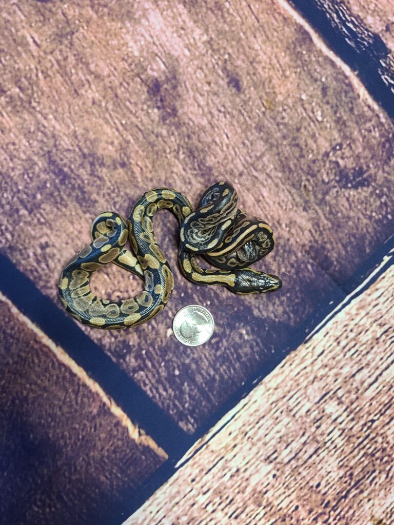 Twin ball pythons, from one egg